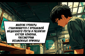 Причины медленного роста конопли