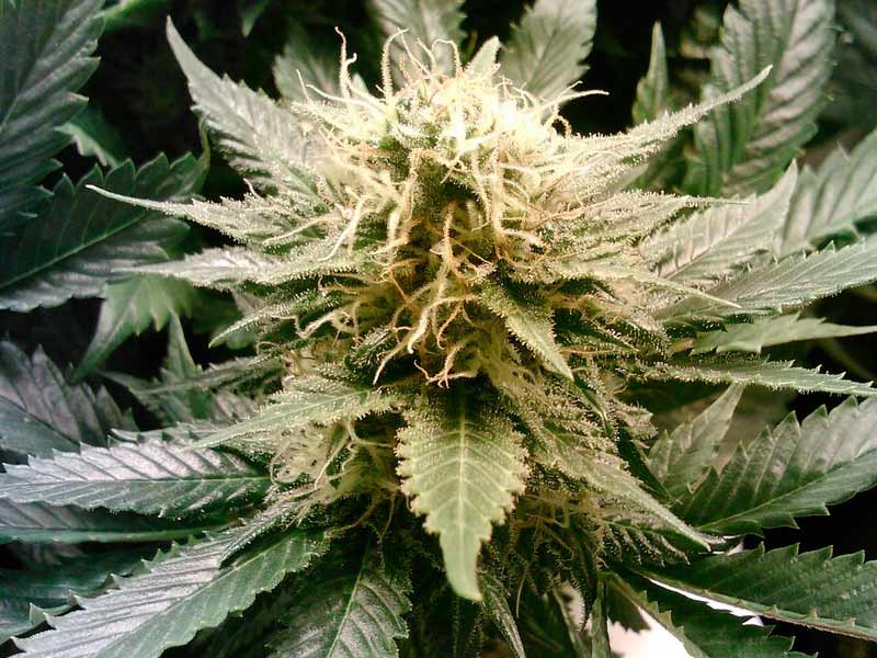 Соцветие гибридного штама конопли Гибридный штамм