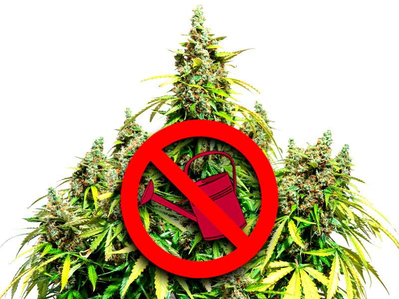 Не поливайте каннабис за 3-4 дня до харвеста Не поливайте каннабис перед харвестом
