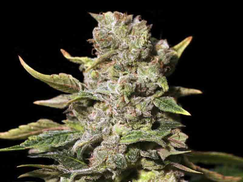 Индика сорта TNT Kush сорт TNT KUSH