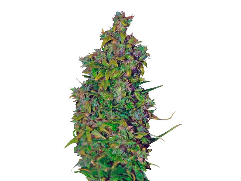 Сорт VIP Dwarf Auto VIP Dwarf Auto fem (VIP seeds)