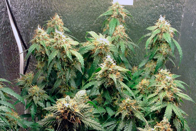 Как вырастить сорт марихуаны Auto Euforia Выращивание семян конопли Auto Euforia