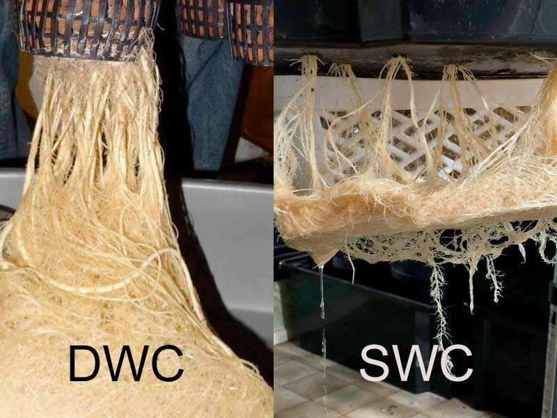Большая и маленькая емкость с раствором для конопли DWC и SWC