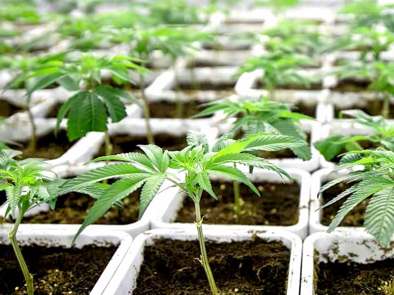 Клоны конопли во время бридинга Гибриды конопли и способы их получения