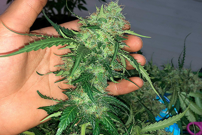 Как вырастить сорт марихуаны Auto New York City Выращивание семян конопли Auto New York City