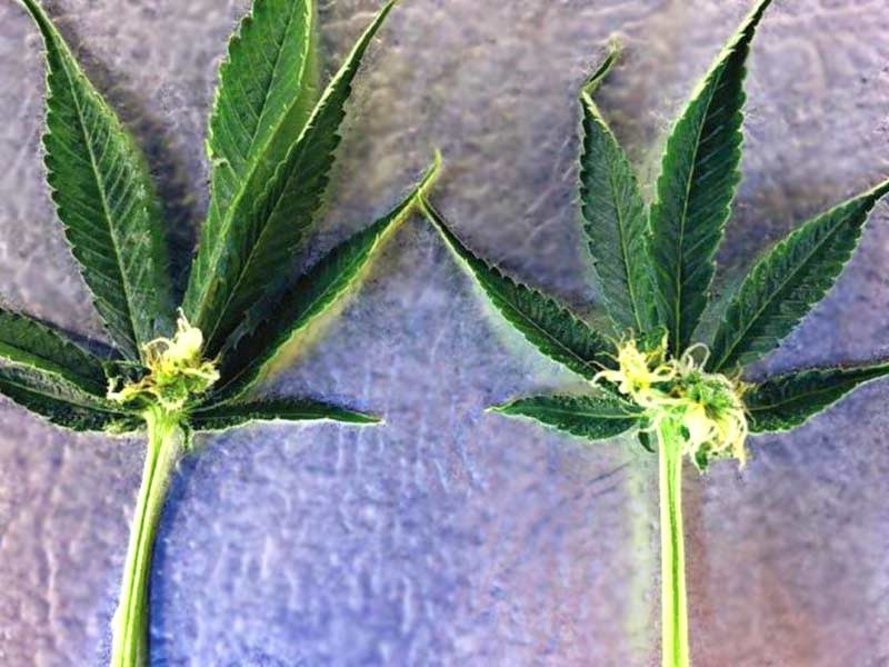 Мутация Вторичные соцветия Вторичные соцветия конопли