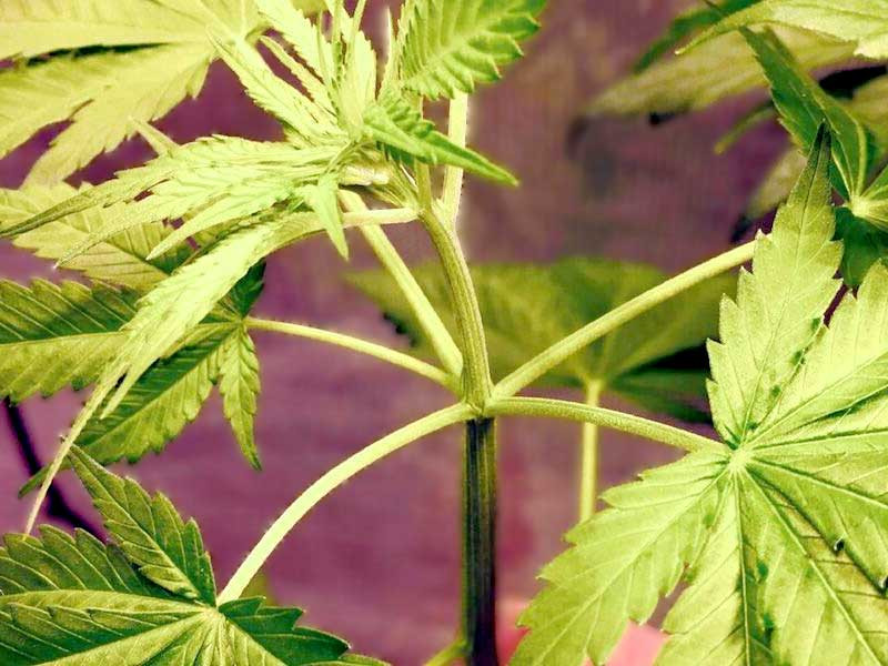 Мутация Филлотакс Филлотакс конопли