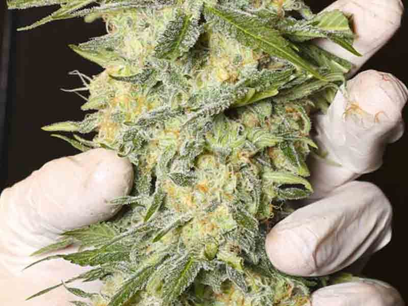 Липкие и плотные шишки сорта Black Dream Сорт Black Dream