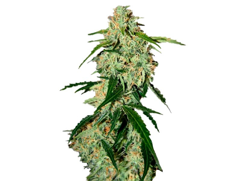 Big Bang Auto fem от Green House Seeds Big Bang Auto fem