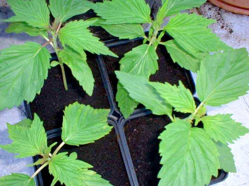 Мутация Утиные лапки Утиные лапки конопли