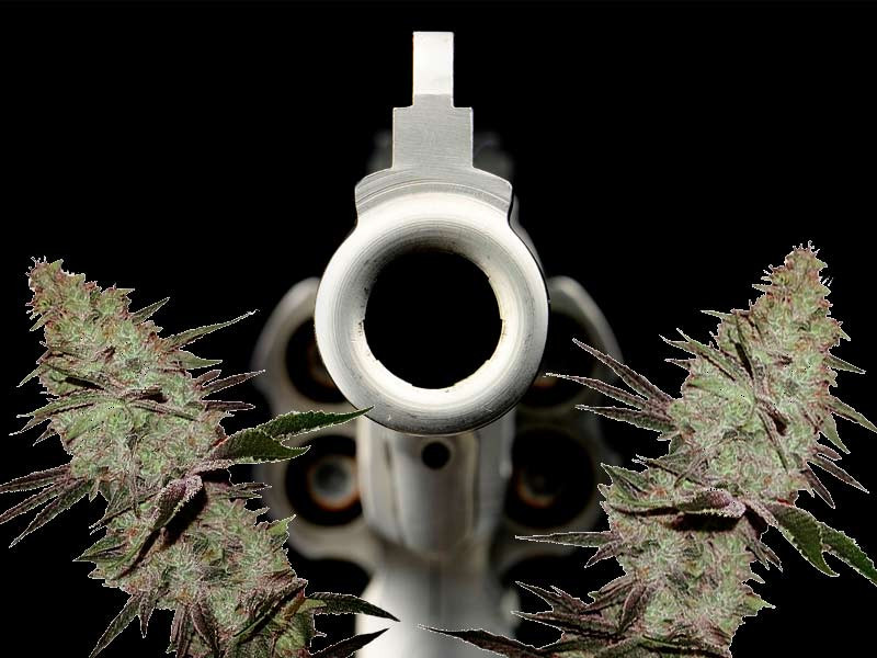 Сорт Six Shooter один из лучших у FastBuds Сорт конопли Six Shooter