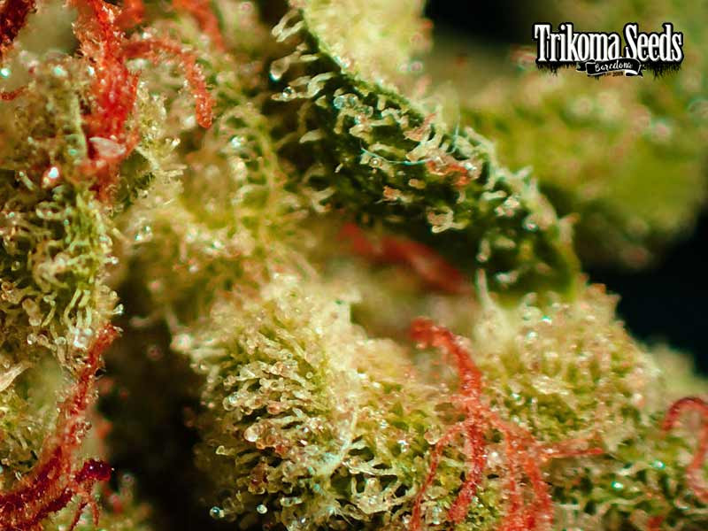 Трихомы конопли крупным планом Trikoma Seeds - семена каннабиса