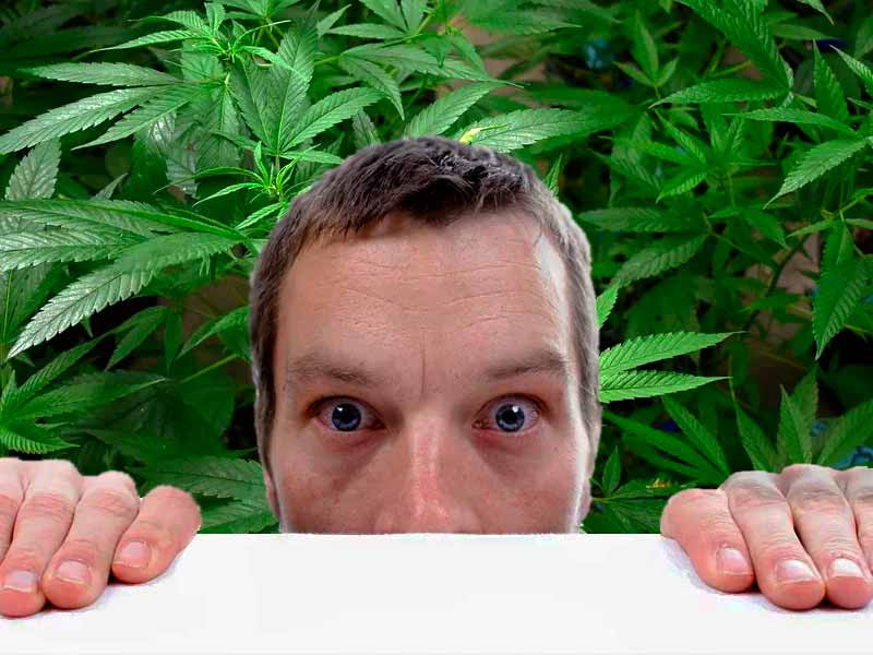 Паранойя при потреблении марихуаны Марихуана и паранойя