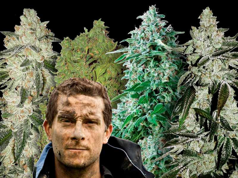 Неприхотливые сорта марихуаны Жизнестойкие сорта конопли