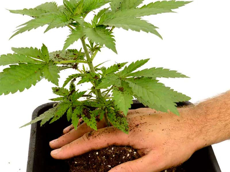 Пересадка конопли в новый горшок Пересаживаем марихуаны