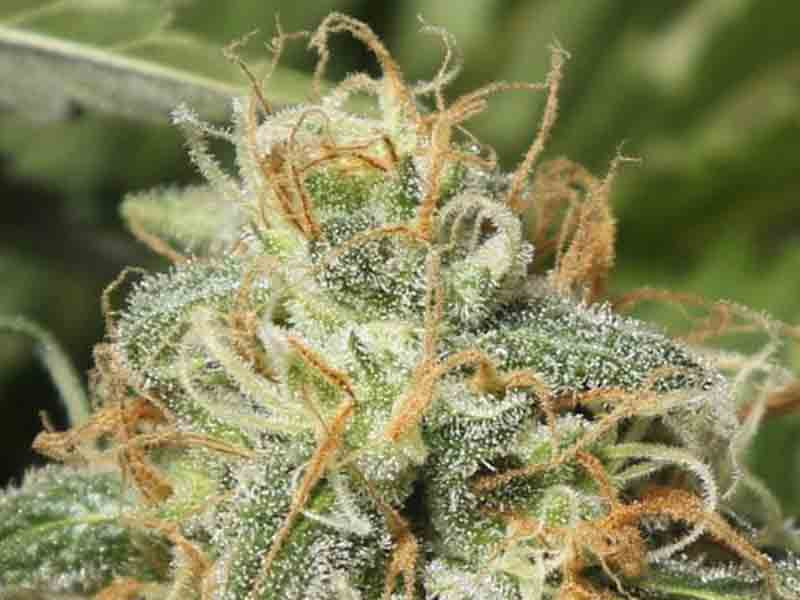 Урожайный сорт Black Dream Сорт Black Dream