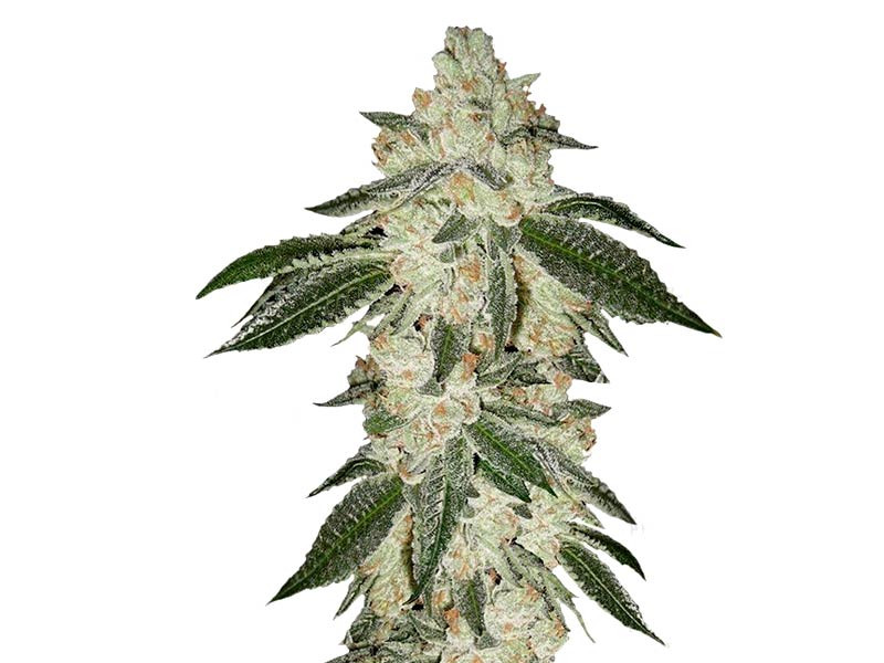 Green Crack Auto fem от FastBuds Green Crack Auto fem