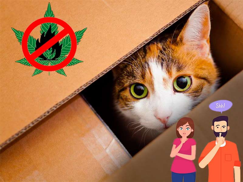 Меры предосторожности при выращивании марихуаны Безопасность коноплевода