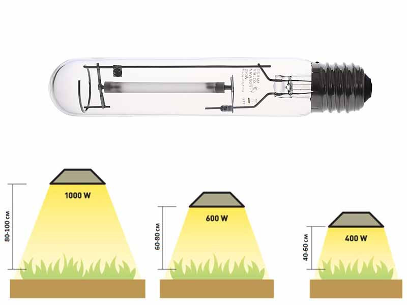 Расстояние от лампы до куста Расстояние от лампы до конопли