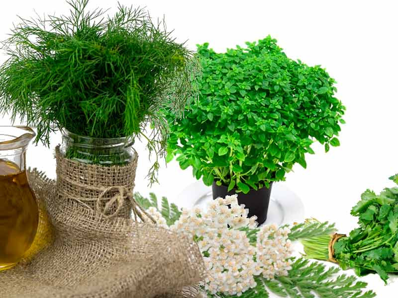 Растения против вредителей конопли Растения защитники конопли