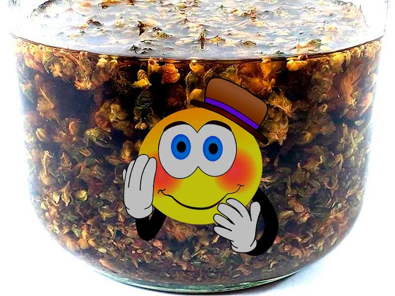 Алкогольная настойка на конопле Настойка из конопли