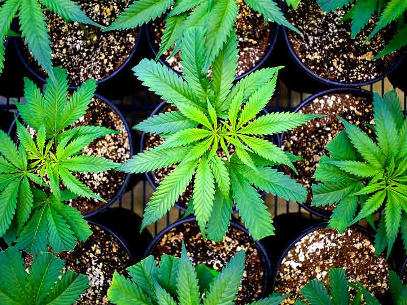 Техника SOG SOG