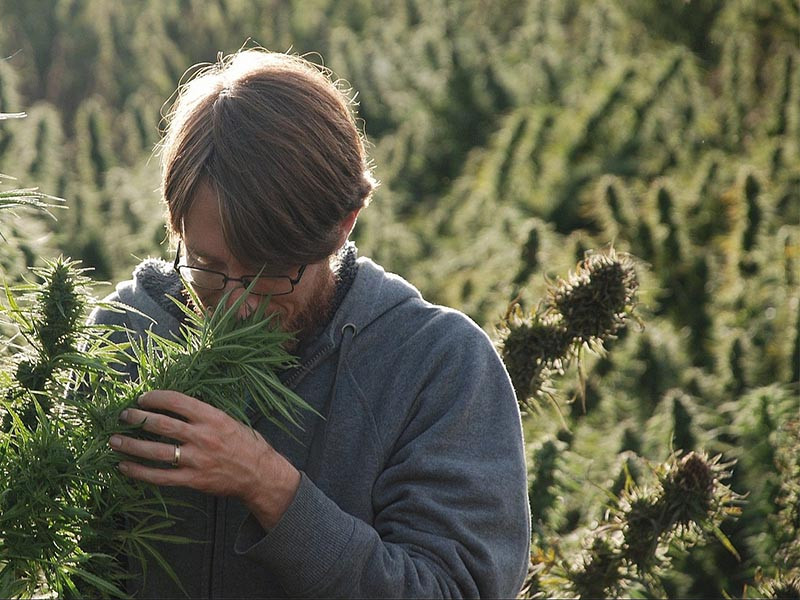 Запах каннабиса Аромат каннабиса