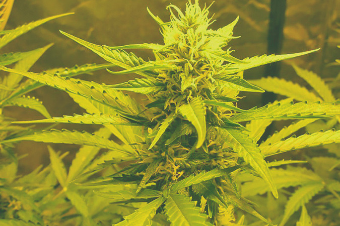 Бодрящий и ароматный сорт каннабиса Devotchka auto Гибрид Сативы и Индики Devotchka auto