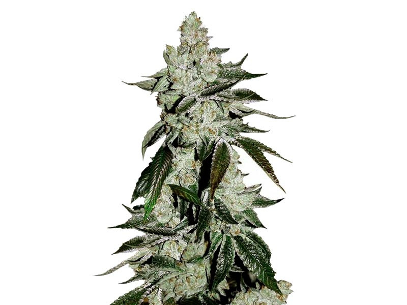 Girl Scout Cookies Auto fem от FastBuds Girl Scout Cookies Auto fem