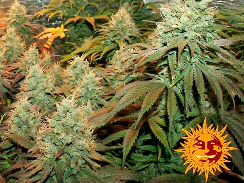 Сорт Liberty Haze fem от Barney`s Farms Сорт Liberty Haze fem от Barney`s Farms