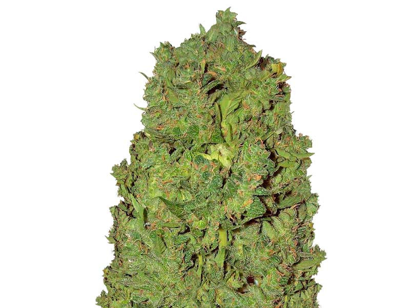 Auto New York City fem от Pyramid Seeds Auto New York City fem