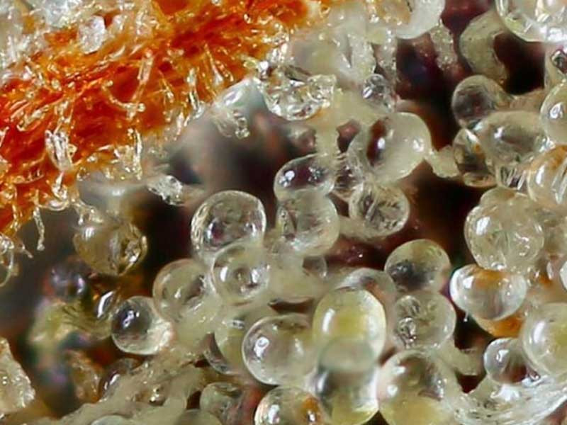 Цветение каннабиса крупным планом Цветение - Макро съёмка