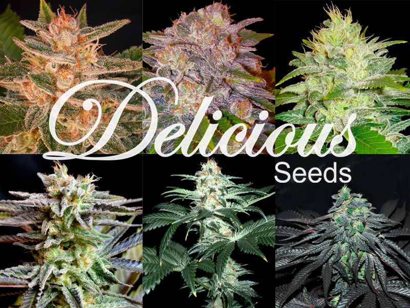 Сорта из коллекции Delicious Seeds Коллекция сортов конопли от Delicious Seeds