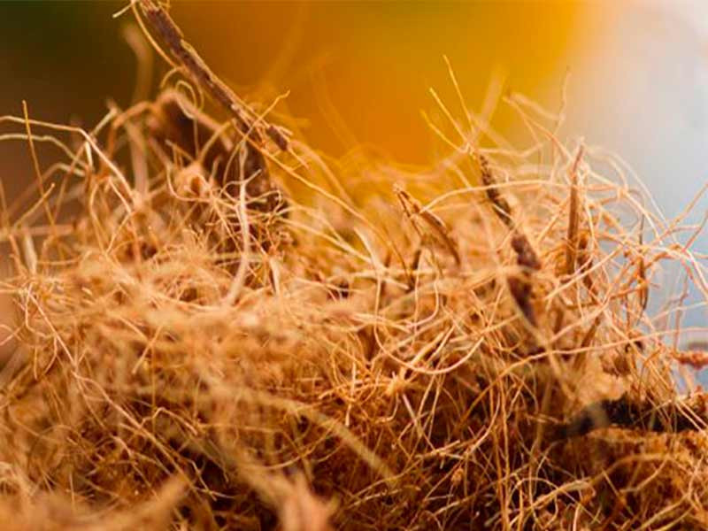 Кокосовый субстрат для выращивания марихуаны Кокосовый субстрат