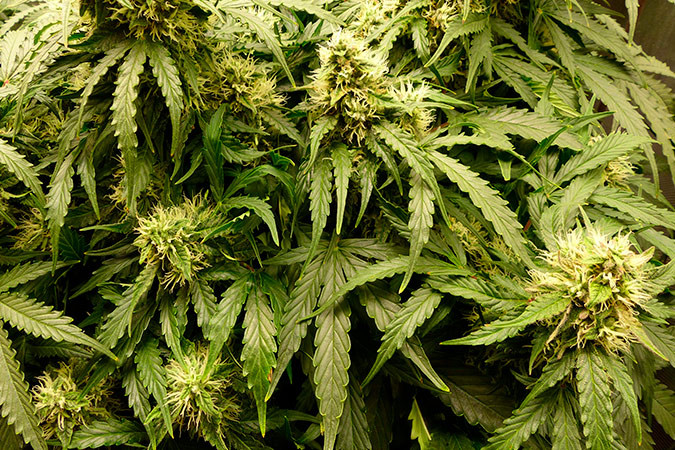 Автоцветущий сорт конопли Girl Scout Cookies auto Сорт марихуаны Girl Scout Cookies auto