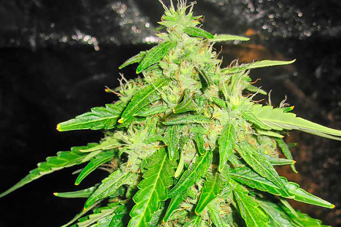 Автоцветущий сорт конопли Devotchka auto Сорт марихуаны Devotchka auto