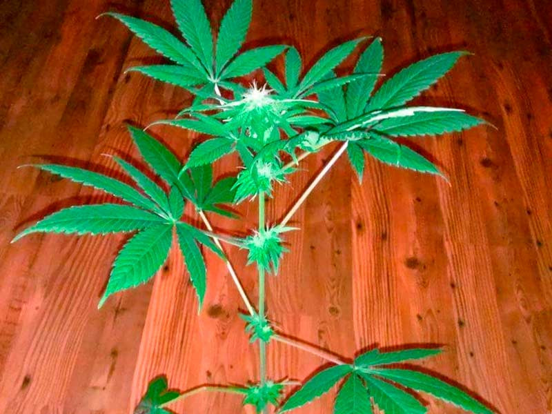 Урожай клонированного автоцвета Клонированный автоцвет