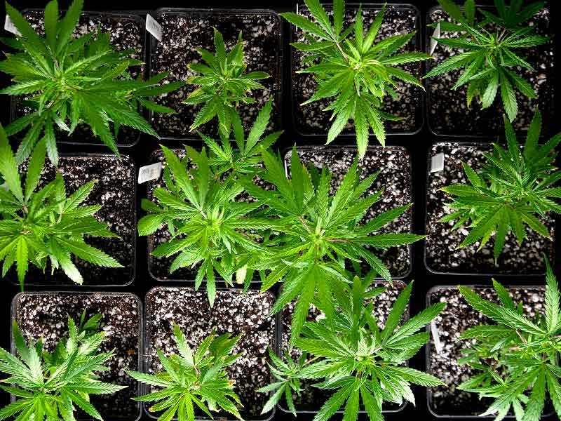 Разведение конопли Основы выведения конопли