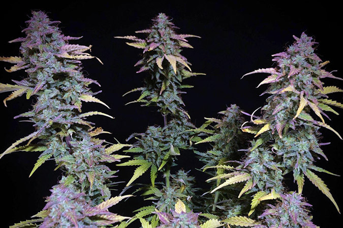 Как вырастить сорт марихуаны West Coast O.G. auto Выращивание семян конопли West Coast O.G. auto