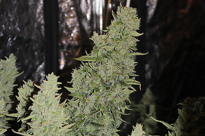 Автоцветущий сорт конопли Niagara auto Сорт марихуаны Niagara auto