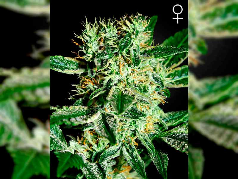 Ladyburn 1974 от Green House Seeds Ladyburn 1974 fem - урожайный гибрид конопли