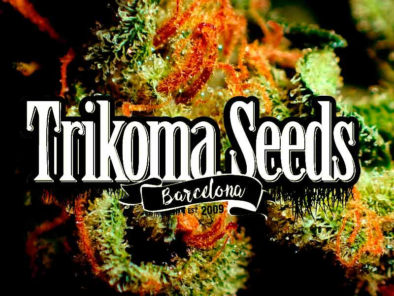 Trikoma Seeds - семена конопли Trikoma Seeds - сидбанк семян конопли