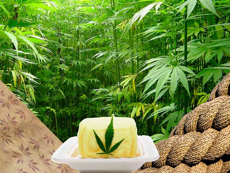 Применение стеблей конопли Что сделать из стеблей конопли?